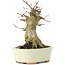 Acer buergerianum, 14 cm, ± 35 Jahre alt, mit einem Nebari von 7 cm