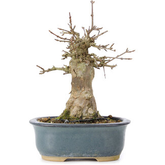 Acer buergerianum, 15 cm, ± 35 ans