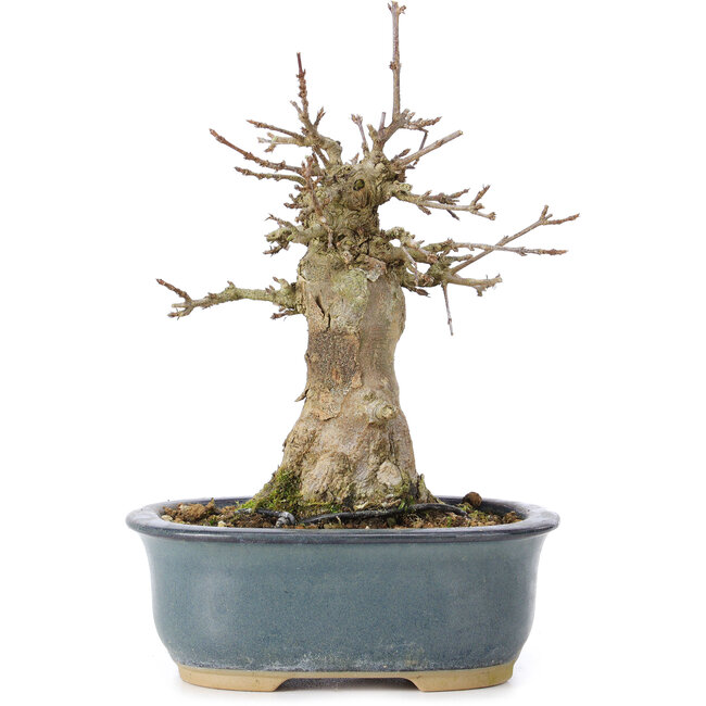 Acer buergerianum, 15 cm, ± 35 years old, with a nebari of 6 cm