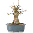Acer buergerianum, 15 cm, ± 35 years old, with a nebari of 6 cm