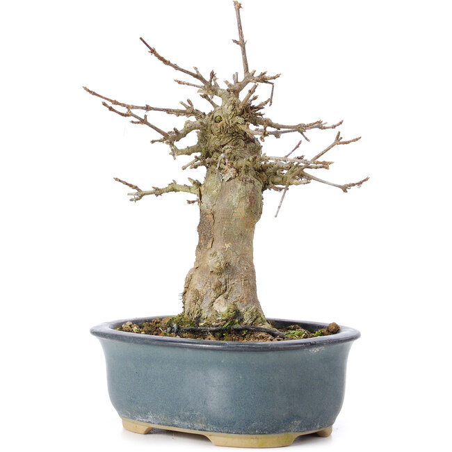 Acer buergerianum, 15 cm, ± 35 anni, con un nebari di 6 cm