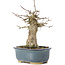 Acer buergerianum, 15 cm, ± 35 years old, with a nebari of 6 cm