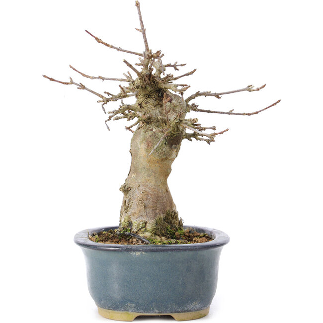 Acer buergerianum, 15 cm, ± 35 ans, avec un nebari de 6 cm