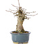 Acer buergerianum, 15 cm, ± 35 jaar oud, met een nebari van 6 cm