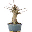 Acer buergerianum, 15 cm, ± 35 years old, with a nebari of 6 cm