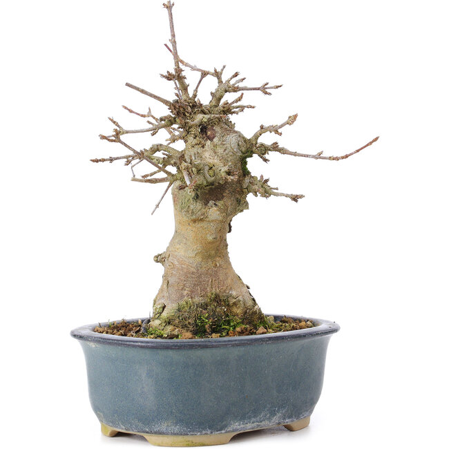 Acer buergerianum, 15 cm, ± 35 anni, con un nebari di 6 cm