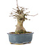 Acer buergerianum, 15 cm, ± 35 años, con un nebari de 6 cm