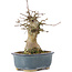 Acer buergerianum, 15 cm, ± 35 years old, with a nebari of 6 cm
