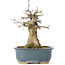 Acer buergerianum, 15 cm, ± 35 años, con un nebari de 6 cm