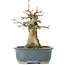Acer buergerianum, 15 cm, ± 35 years old, with a nebari of 6 cm