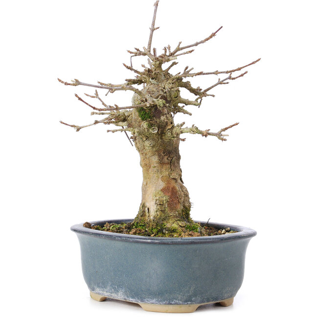 Acer buergerianum, 15 cm, ± 35 jaar oud, met een nebari van 6 cm