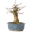 Acer buergerianum, 15 cm, ± 35 years old, with a nebari of 6 cm