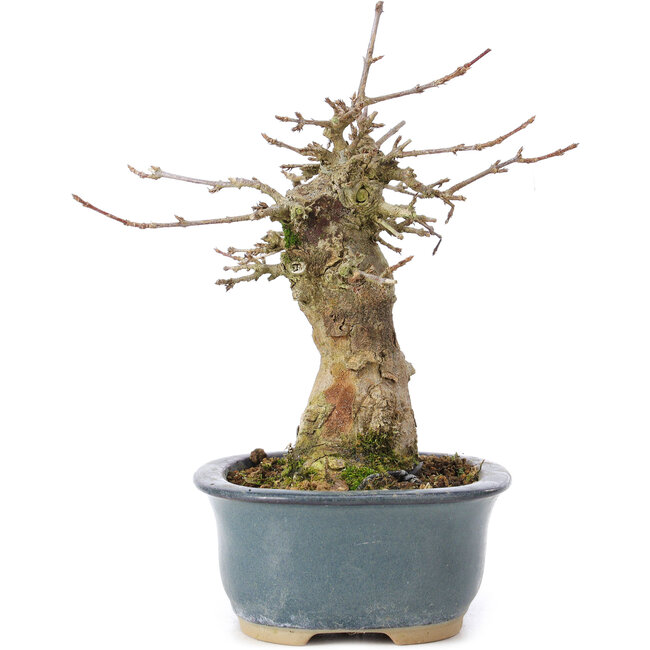 Acer buergerianum, 15 cm, ± 35 ans, avec un nebari de 6 cm