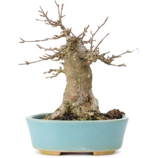 Acer buergerianum, 15 cm, ± 35 ans