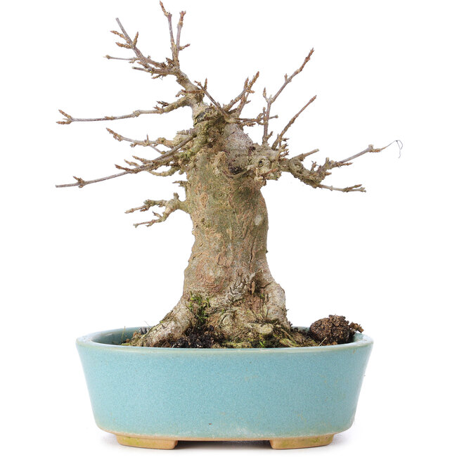 Acer buergerianum, 15 cm, ± 35 Jahre alt, mit einem Nebari von 7 cm