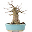 Acer buergerianum, 15 cm, ± 35 years old, with a nebari of 7 cm