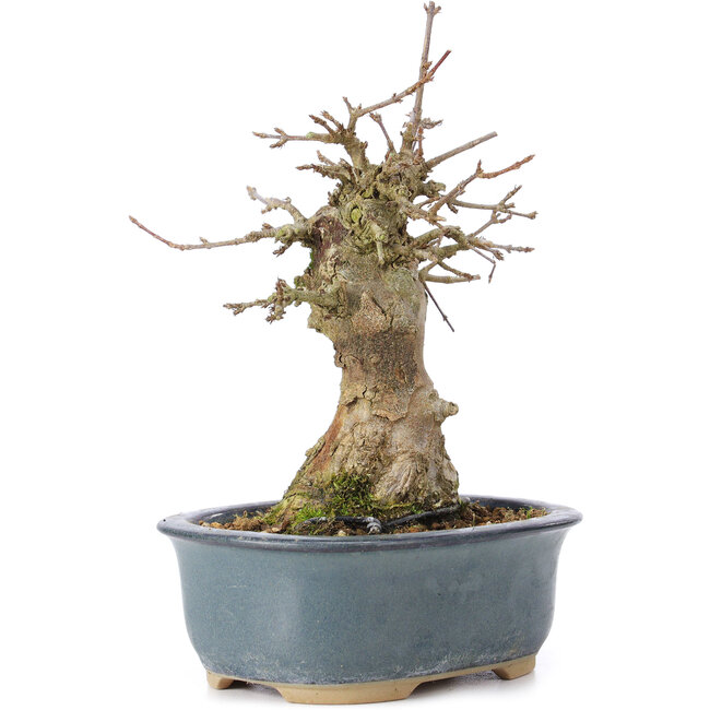 Acer buergerianum, 15 cm, ± 35 ans, avec un nebari de 6 cm