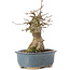 Acer buergerianum, 15 cm, ± 35 years old, with a nebari of 6 cm