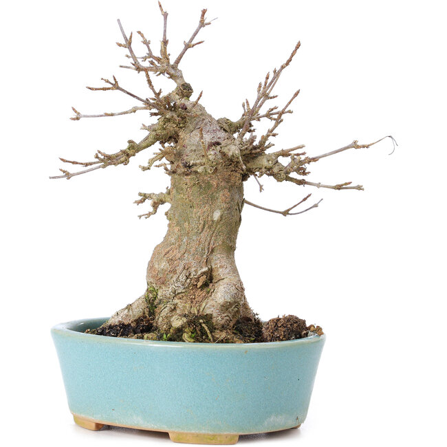 Acer buergerianum, 15 cm, ± 35 ans, avec un nebari de 7 cm
