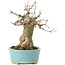 Acer buergerianum, 15 cm, ± 35 years old, with a nebari of 7 cm