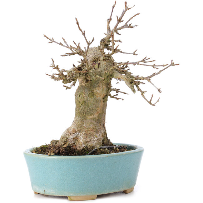 Acer buergerianum, 15 cm, ± 35 years old, with a nebari of 7 cm