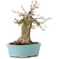 Acer buergerianum, 15 cm, ± 35 Jahre alt, mit einem Nebari von 7 cm