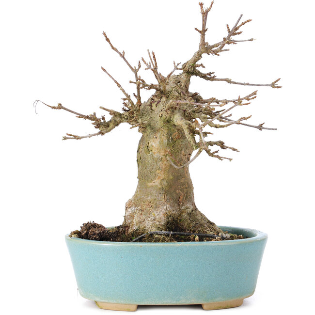 Acer buergerianum, 15 cm, ± 35 jaar oud, met een nebari van 7 cm