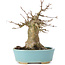 Acer buergerianum, 15 cm, ± 35 years old, with a nebari of 7 cm
