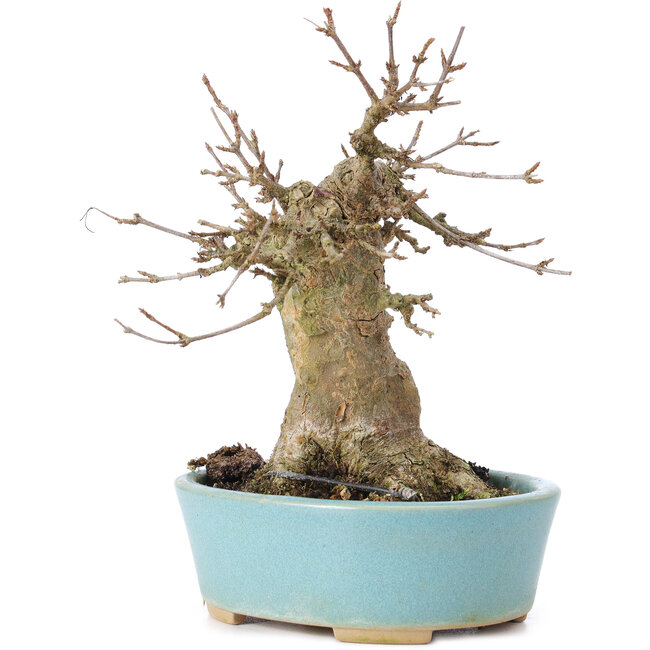 Acer buergerianum, 15 cm, ± 35 años, con un nebari de 7 cm