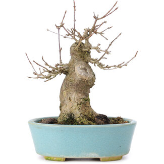 Acer buergerianum, 15 cm, ± 35 ans