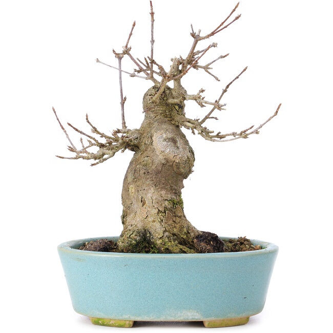 Acer buergerianum, 15 cm, ± 35 ans, avec un nebari de 8 cm