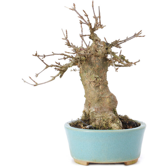 Acer buergerianum, 15 cm, ± 35 anni, con un nebari di 7 cm