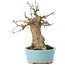 Acer buergerianum, 15 cm, ± 35 años, con un nebari de 7 cm