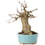 Acer buergerianum, 15 cm, ± 35 years old, with a nebari of 7 cm