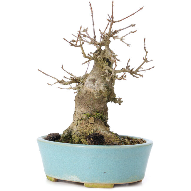 Acer buergerianum, 15 cm, ± 35 anni, con un nebari di 8 cm