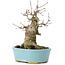 Acer buergerianum, 15 cm, ± 35 years old, with a nebari of 8 cm
