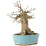 Acer buergerianum, 15 cm, ± 35 years old, with a nebari of 7 cm