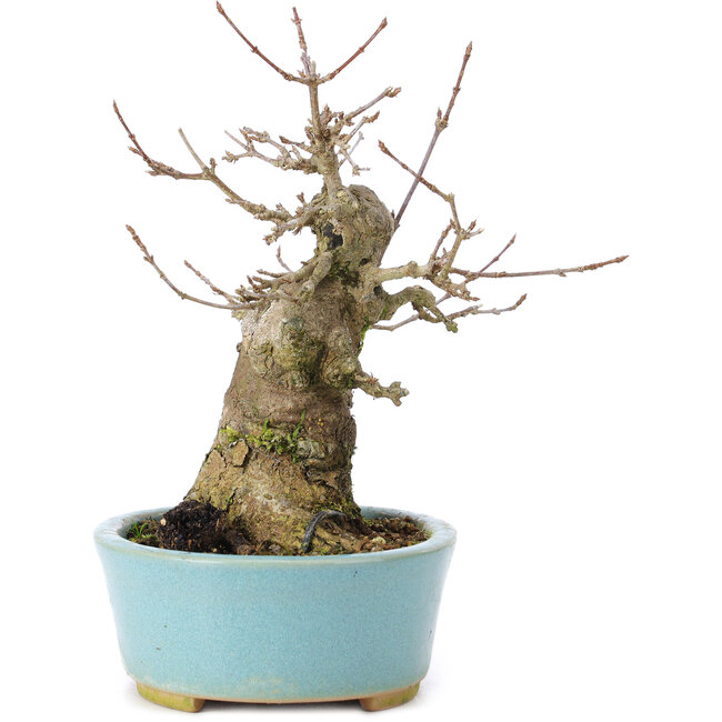 Acer buergerianum, 15 cm, ± 35 anni, con un nebari di 8 cm
