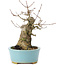 Acer buergerianum, 15 cm, ± 35 years old, with a nebari of 8 cm