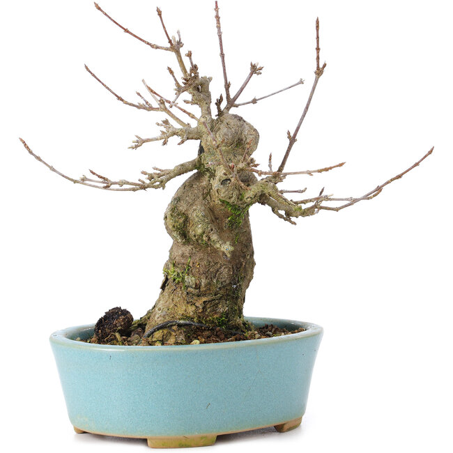 Acer buergerianum, 15 cm, ± 35 years old, with a nebari of 8 cm