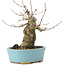 Acer buergerianum, 15 cm, ± 35 years old, with a nebari of 8 cm