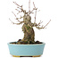 Acer buergerianum, 15 cm, ± 35 years old, with a nebari of 8 cm