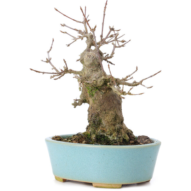 Acer buergerianum, 15 cm, ± 35 years old, with a nebari of 8 cm