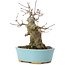 Acer buergerianum, 15 cm, ± 35 ans, avec un nebari de 8 cm