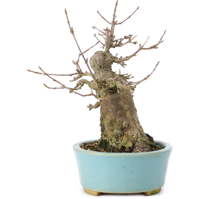 Acer buergerianum, 15 cm, ± 35 years old, with a nebari of 8 cm