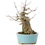 Acer buergerianum, 15 cm, ± 35 anni, con un nebari di 8 cm