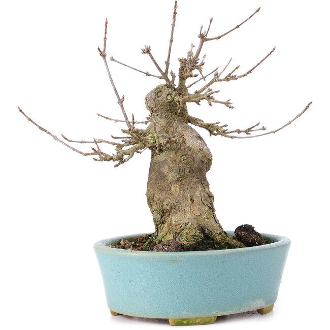 Acer buergerianum, 15 cm, ± 35 años, con un nebari de 8 cm