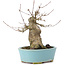 Acer buergerianum, 15 cm, ± 35 years old, with a nebari of 8 cm