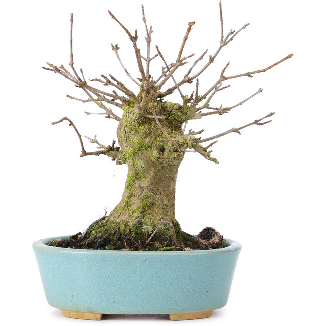 Acer buergerianum, 14 cm, ± 35 ans, avec un nebari de 8 cm