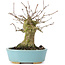 Acer buergerianum, 14 cm, ± 35 ans, avec un nebari de 8 cm